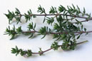 You are here Home >> Home Remedies >> Inhalation of thyme Inhalation of thyme